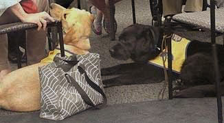 Canine Companions